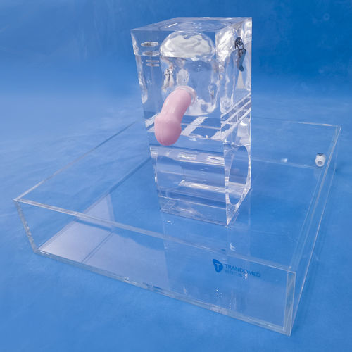 Modelo anatómico de riñón - MN-02-06 - Trando 3D Medical Technology - de vejiga / de uréter / órgano genital masculino