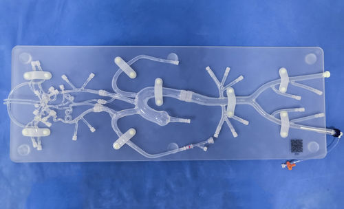 Modelo anatómico intracraneal - SJ001D-06 - Trando 3D Medical Technology - para cirugía mínimamente invasiva / de neurocirugía / de formación