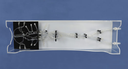 Modelo anatómico intracraneal - XXS008-1 - Trando 3D Medical Technology - de cuerpo entero / para cirugía mínimamente invasiva / de formación
