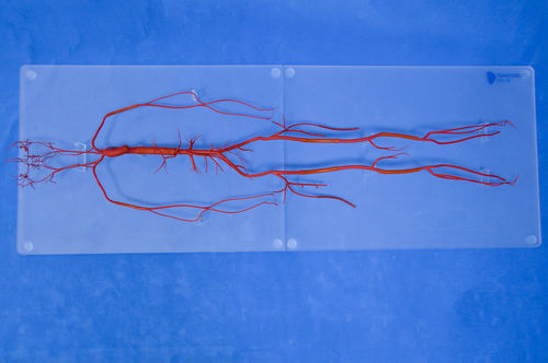 Modelo vascular de vasos sanguíneos - SDL008 - Trando 3D Medical Technology - de cuerpo entero / de formación / transparente