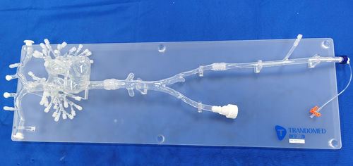 Modelo vascular cardíaco - PA001-03 - Trando 3D Medical Technology - de vasos sanguíneos / de arteria / torácico