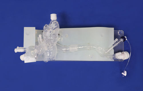 Modelo vascular cardíaco - XXD013 - Trando 3D Medical Technology - de vasos sanguíneos / para cirugía mínimamente invasiva / de formación