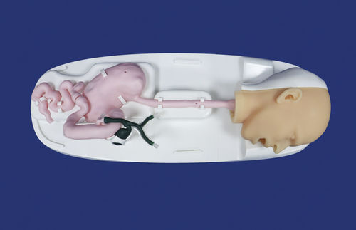 modelo anatómico de cabeza - Trando 3D Medical Technology