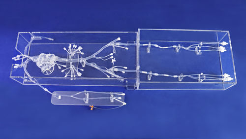 Modelo anatómico cardíaco - FA002D - Trando 3D Medical Technology - miembros inferiores / abdominal / de vasos sanguíneos