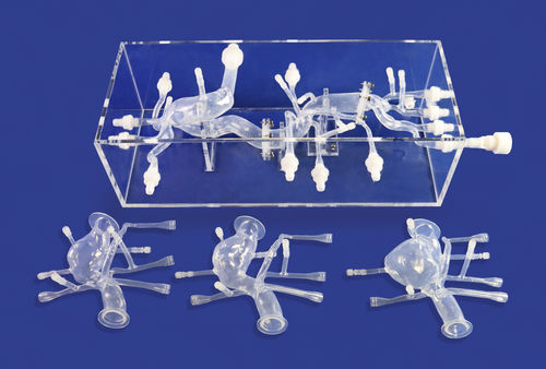 Modelo anatómico cardíaco - FBD012 - Trando 3D Medical Technology - abdominal / de vasos sanguíneos / de formación