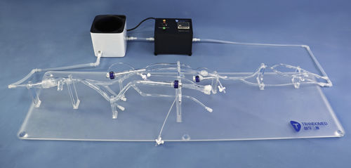 Modelo anatómico de arteria - XZJ003 - Trando 3D Medical Technology - de vena cava / de vena / miembros inferiores
