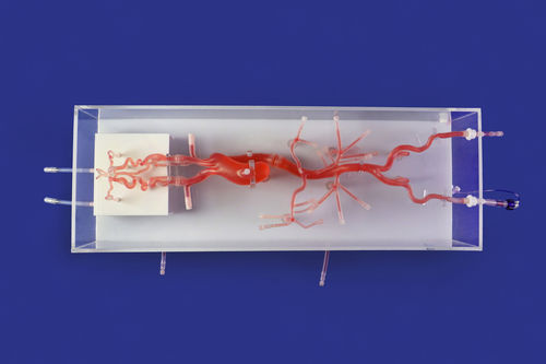 Modelo vascular de vasos sanguíneos - SJ001D-014 - Trando 3D Medical Technology - del polígono de Willis / de nervio / intracraneal