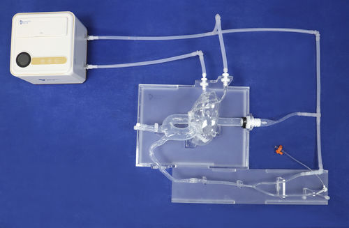 Modelo vascular de arterias coronarias - XXD003-01 - Trando 3D Medical Technology - de arteria carótida / para cirugía cardíaca / de formación