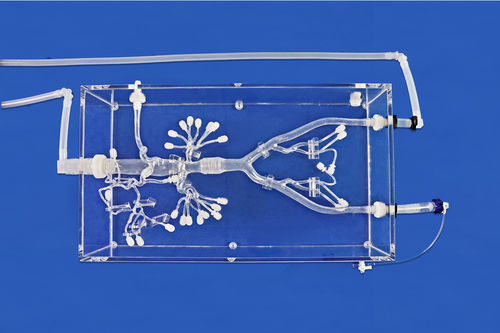 Modelo vascular renal - FBD028 - Trando 3D Medical Technology - abdominal / de arteria femoral / de vasos sanguíneos