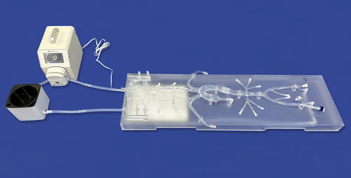 Modelo vascular de nervio - SJ001D-013 - Trando 3D Medical Technology - de arterias coronarias / aorta abdominal / para neurología