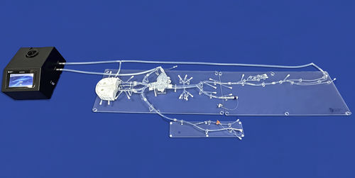 Modelo vascular de corazón - FA009D - Trando 3D Medical Technology - abdominal / de arteria femoral / de arteria carótida