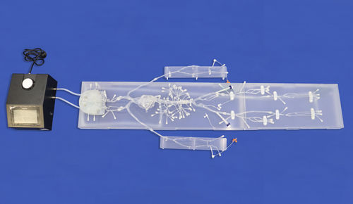 Modelo vascular cerebral - FA007D - Trando 3D Medical Technology - de nervio / abdominal / de vasos sanguíneos
