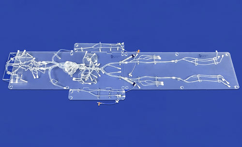 Modelo vascular de corazón - FA010D - Trando 3D Medical Technology - abdominal / de arteria femoral / de arteria carótida