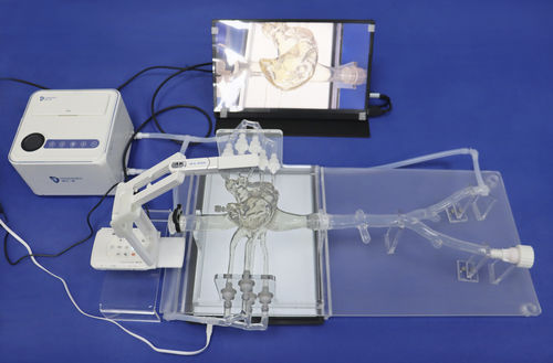 Modelo vascular de corazón - PV001 - Trando 3D Medical Technology - de arteria carótida / de vasos sanguíneos / de arterias coronarias