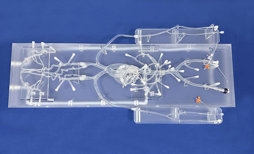 Modelo vascular de corazón - QS002D-03 - Trando 3D Medical Technology - abdominal / de cuerpo entero / de arteria