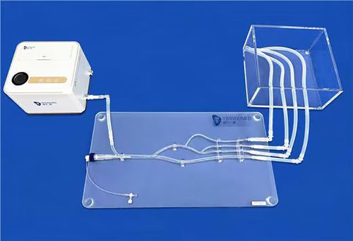 Modelo vascular de arteria femoral - XZD009 - Trando 3D Medical Technology - de vasos sanguíneos / de formación / transparente