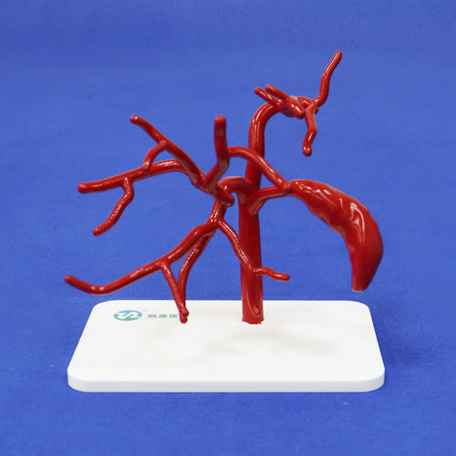 Modelo vascular abdominal - FBD029 - Trando 3D Medical Technology - de formación / flexible