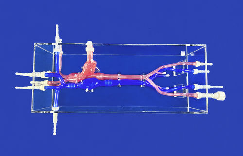 Modelo vascular de corazón - XXK001DJ-02 - Trando 3D Medical Technology - de arteria femoral / de arteria carótida / de vasos sanguíneos