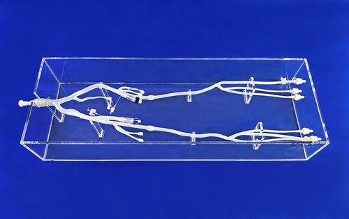 Modelo vascular miembros inferiores - XZD006 - Trando 3D Medical Technology - de arteria femoral / de vasos sanguíneos / arteria ilíaca