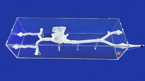 Modelo anatómico de vena cava - XXS007J - Trando 3D Medical Technology - de vasos sanguíneos / para cirugía cardíaca / de formación