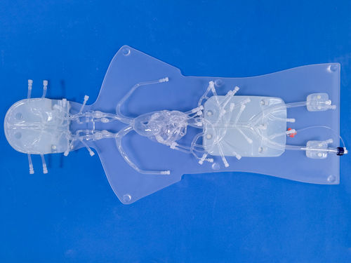 Modelo anatómico de angiografía - QS002D-1 - Trando 3D Medical Technology - de arteria femoral / de la arteria cerebral anterior / de arterias coronarias