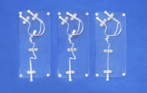 modelo anatómico de arteria carótida - Trando 3D Medical Technology