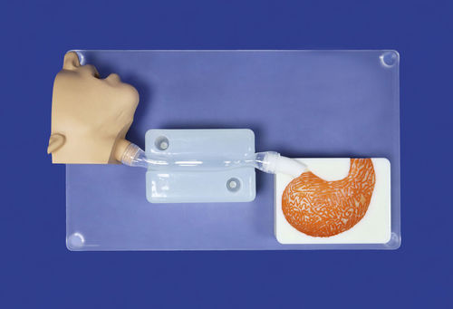 Modelo vascular abdominal - XI - Trando 3D Medical Technology - quirúrgico / de formación / transparente