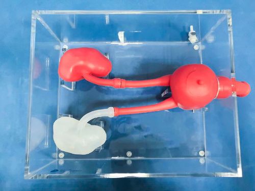 Simulador de formación - MN-02-1 - Trando 3D Medical Technology - para ureteroscopía / de cirugía / de pelvis