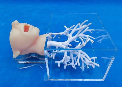 modelo anatómico de cabeza - Trando 3D Medical Technology