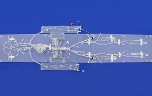 modelo anatómico para neurología - Trando 3D Medical Technology