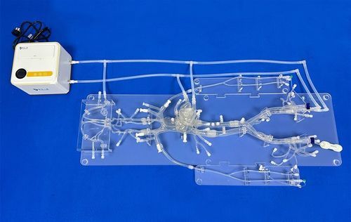 Modelo vascular de cuerpo entero - FAX001D - Trando 3D Medical Technology - de sistema circulatorio / de arteria / de vena