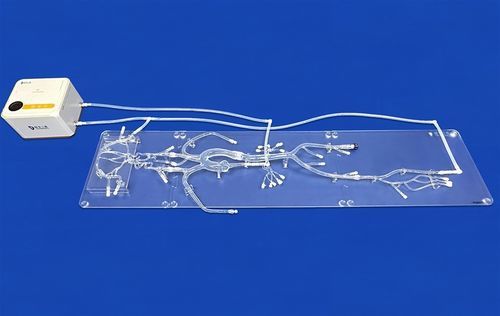 Modelo vascular de cuerpo entero - FAX003D - Trando 3D Medical Technology - de vasos sanguíneos / de arteria / de arteria