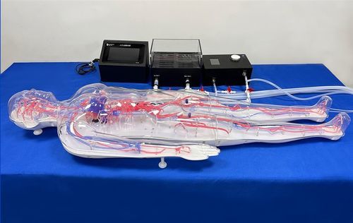 Modelo vascular de cuerpo entero - FAX004D - Trando 3D Medical Technology - de arteria / de vasos sanguíneos / de sistema circulatorio