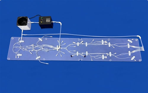 modelo vascular para neurología - Trando 3D Medical Technology