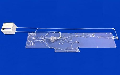 Modelo vascular de arteria - FAX012D - Trando 3D Medical Technology - de arteria / de vasos sanguíneos / de cuerpo entero