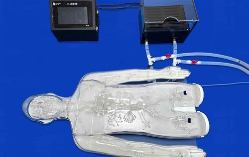 Modelo vascular de cuerpo entero - FAX008D - Trando 3D Medical Technology - de arteria / de arteria / de vasos sanguíneos