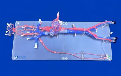 Modelo vascular de vena - FAX013D - Trando 3D Medical Technology - de arteria / de sistema circulatorio / de vasos sanguíneos