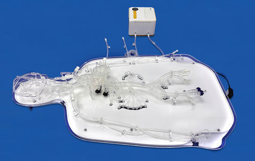 Modelo vascular de cuerpo entero - FAX008D - Trando 3D Medical Technology - de arteria / de arteria / de vasos sanguíneos