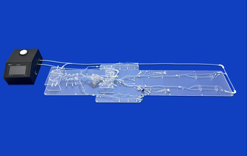 Modelo vascular de corazón - FA010D - Trando 3D Medical Technology - abdominal / de arteria femoral / de arteria carótida