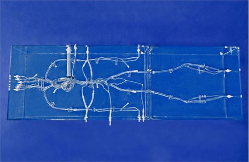 Modelo vascular de arteria carótida - SJX004 - Trando 3D Medical Technology - de arteria tibial / para cirugía vascular / de formación