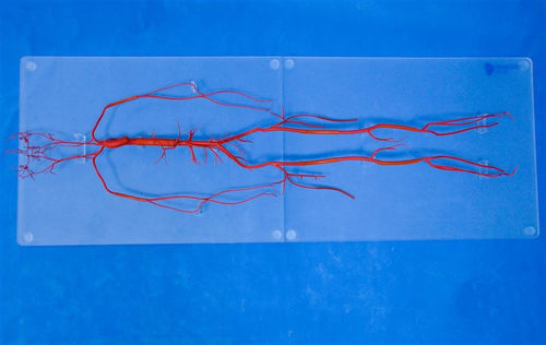 Modelo vascular de cuerpo entero - SDL008 - Trando 3D Medical Technology - para cirugía vascular / de formación / flexible