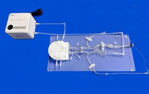 Modelo vascular intracraneal - FAC011D - Trando 3D Medical Technology - de arteria femoral / del polígono de Willis / de la arteria cerebral anterior
