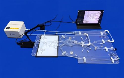 Modelo vascular de arteria femoral - FAC010D - Trando 3D Medical Technology - de sistema circulatorio / intracraneal / de cerebro