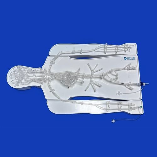 Modelo vascular de vasos sanguíneos - FAC007D - Trando 3D Medical Technology - intracraneal / del círculo arterial cerebral / torácico
