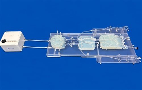 Modelo vascular de sistema nervioso - SJ006D - Trando 3D Medical Technology - de vasos sanguíneos / de arteria intracraneal / de formación