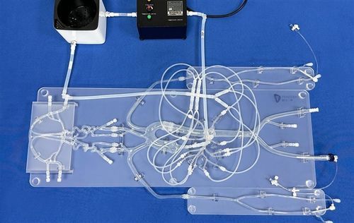 Modelo vascular de sistema nervioso - SJZ001D - Trando 3D Medical Technology - de vena / de vasos sanguíneos / intracraneal