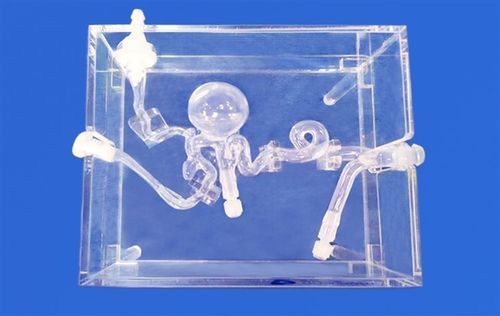 Modelo vascular de cerebro - SJX014 - Trando 3D Medical Technology - cerebral / intracraneal / de arteria