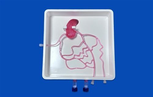 Modelo vascular de arterias coronarias - XXD005 - Trando 3D Medical Technology - de arteria femoral / de angiografía / de cateterismo femoral