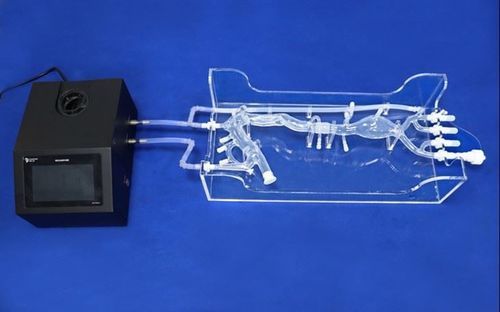 Modelo vascular de arteria femoral - Trando 3D Medical Technology - de arteria carótida / de aorta torácica / arteria ilíaca