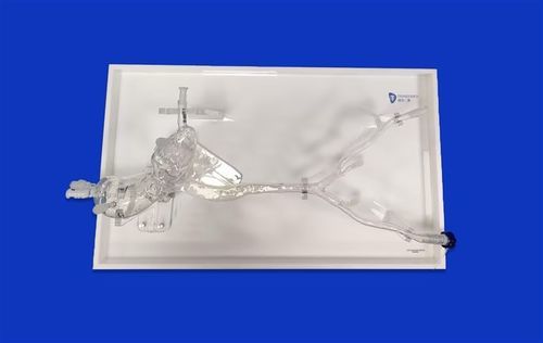 Modelo vascular arteria ilíaca - Aorta Model ™ - Trando 3D Medical Technology - de arteria femoral / de corazón / aorta abdominal